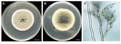 A novel endophytic fungus strain of Cladosporium: its identification, genomic analysis, and effects on plant growth